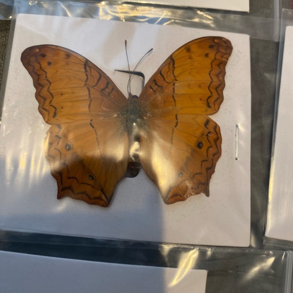 9 natural unmounted taxidermy butterflies - Picture 7 of 12